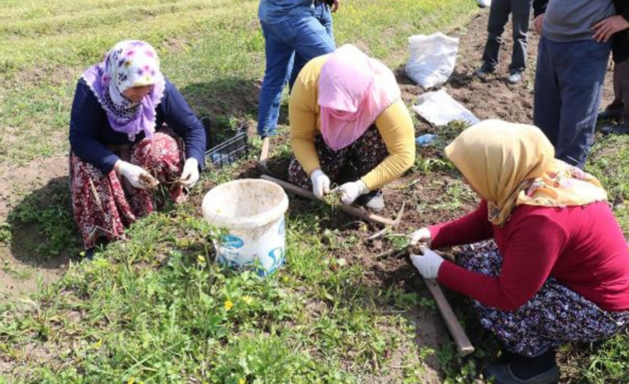 Kilosu bin liradan alıcı buluyor