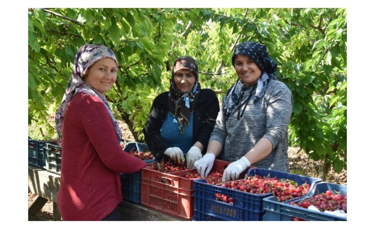 Kiraz üreticisi verimden memnun,  yüksek maliyetten dertli