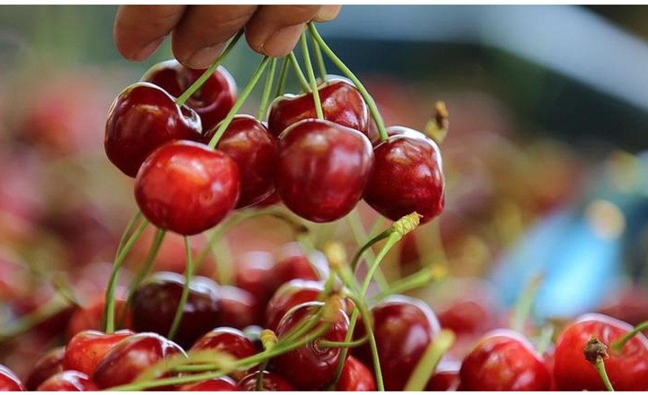 Kiraz üretiminde hedef Çin pazarı