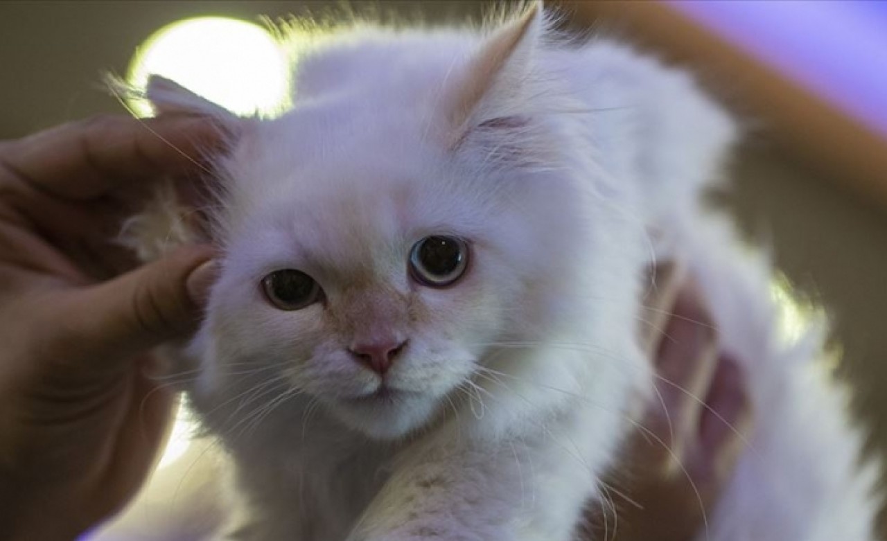 'Kısırlaştırılmamış hayvanın ticareti yapılamayacak'