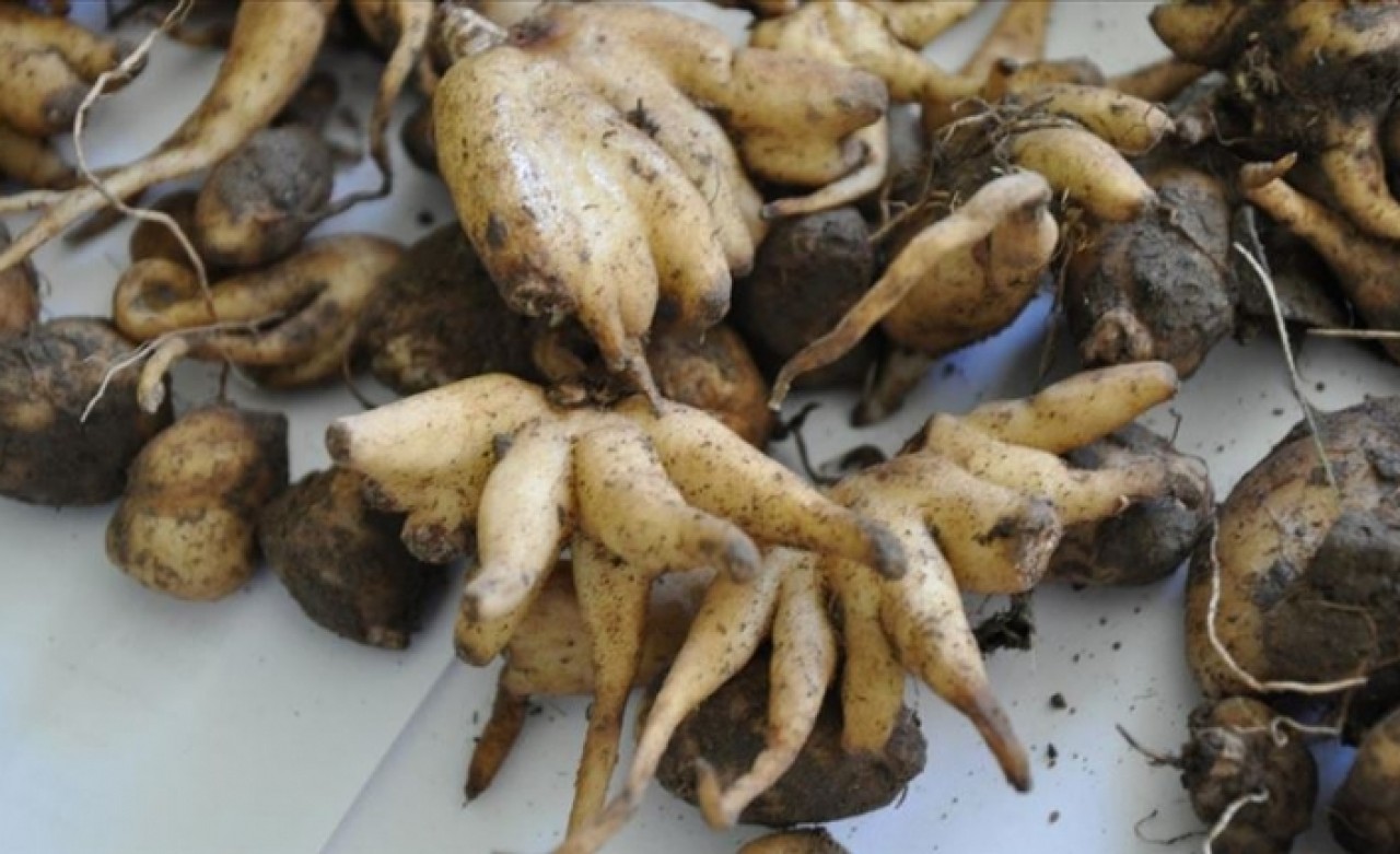 Koruma altındaki bitkiyi toplayan 5 kişiye 300 bin lira ceza