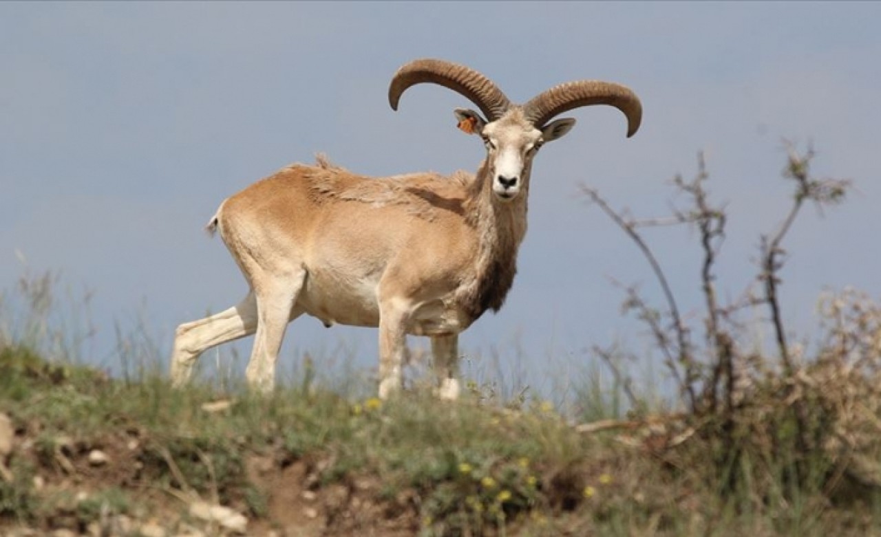 Bu hayvanı vurmanın cezası 200 bin lira