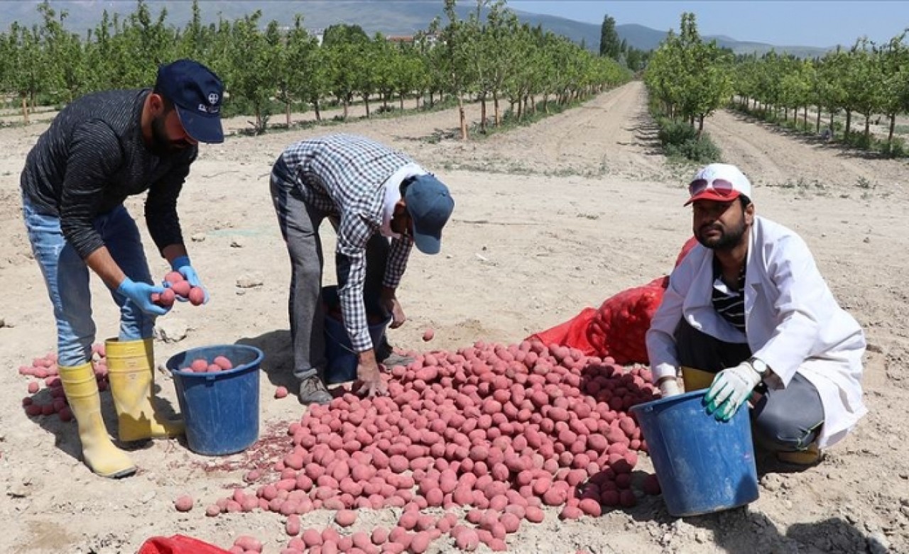 Kuraklığa dayanıklı yerli patates çeşidi geliştirildi