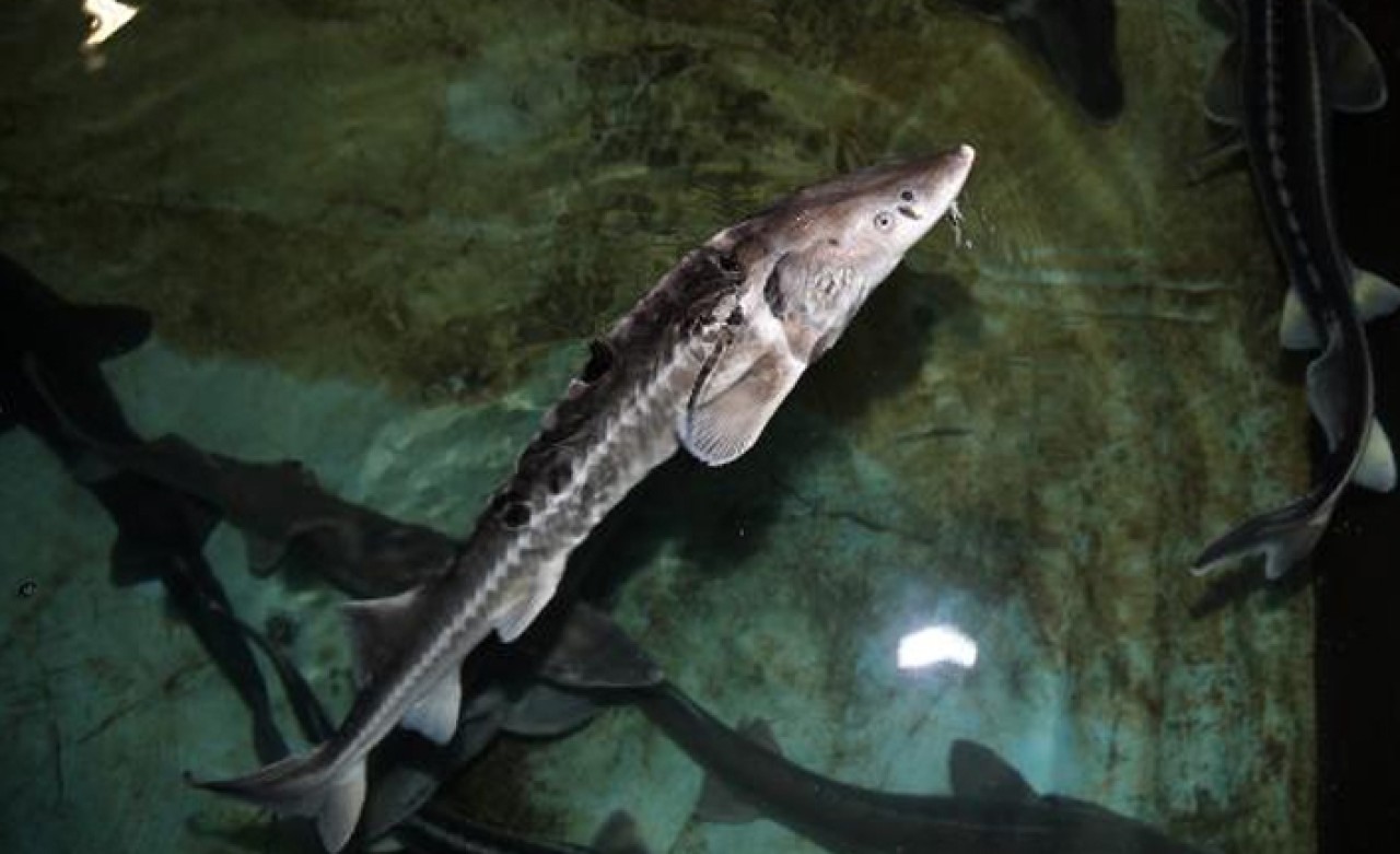 Mersin balığının Karadeniz'deki 3 türü yok oldu