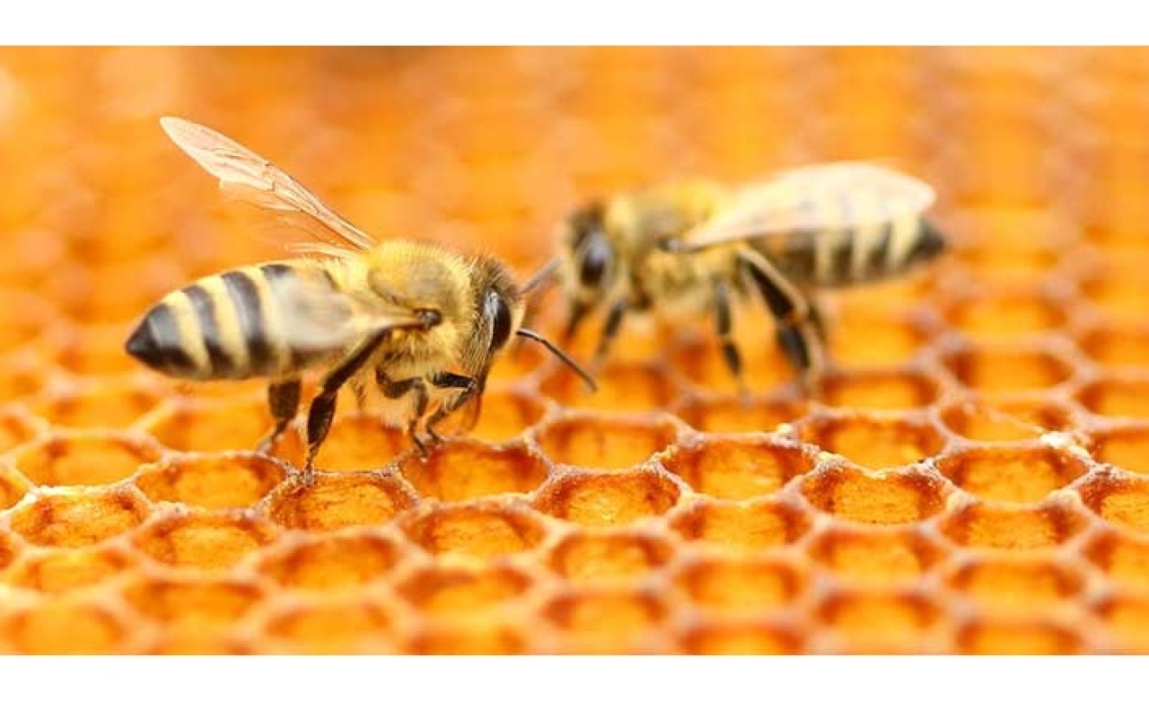Muş'ta 700 ton bal rekoltesi bekleniyor