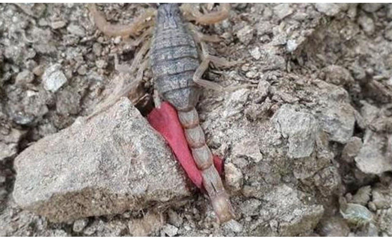 Nazilli'de en zehirli akrep türü görüldü