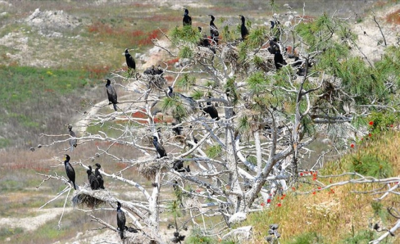 'Saklı cennet'te kuş sayısında rekor artış