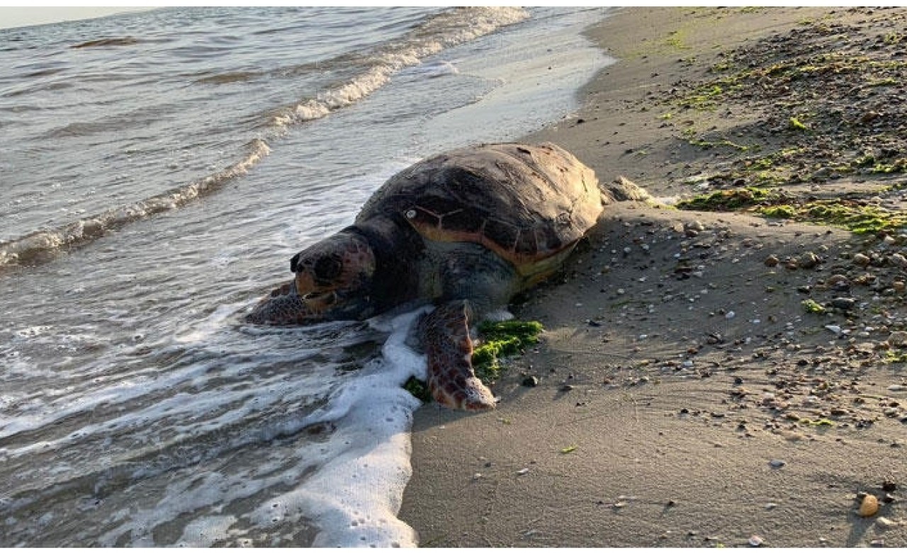 Silivri’de sahile vurdu! Herkes şaşkına döndü…