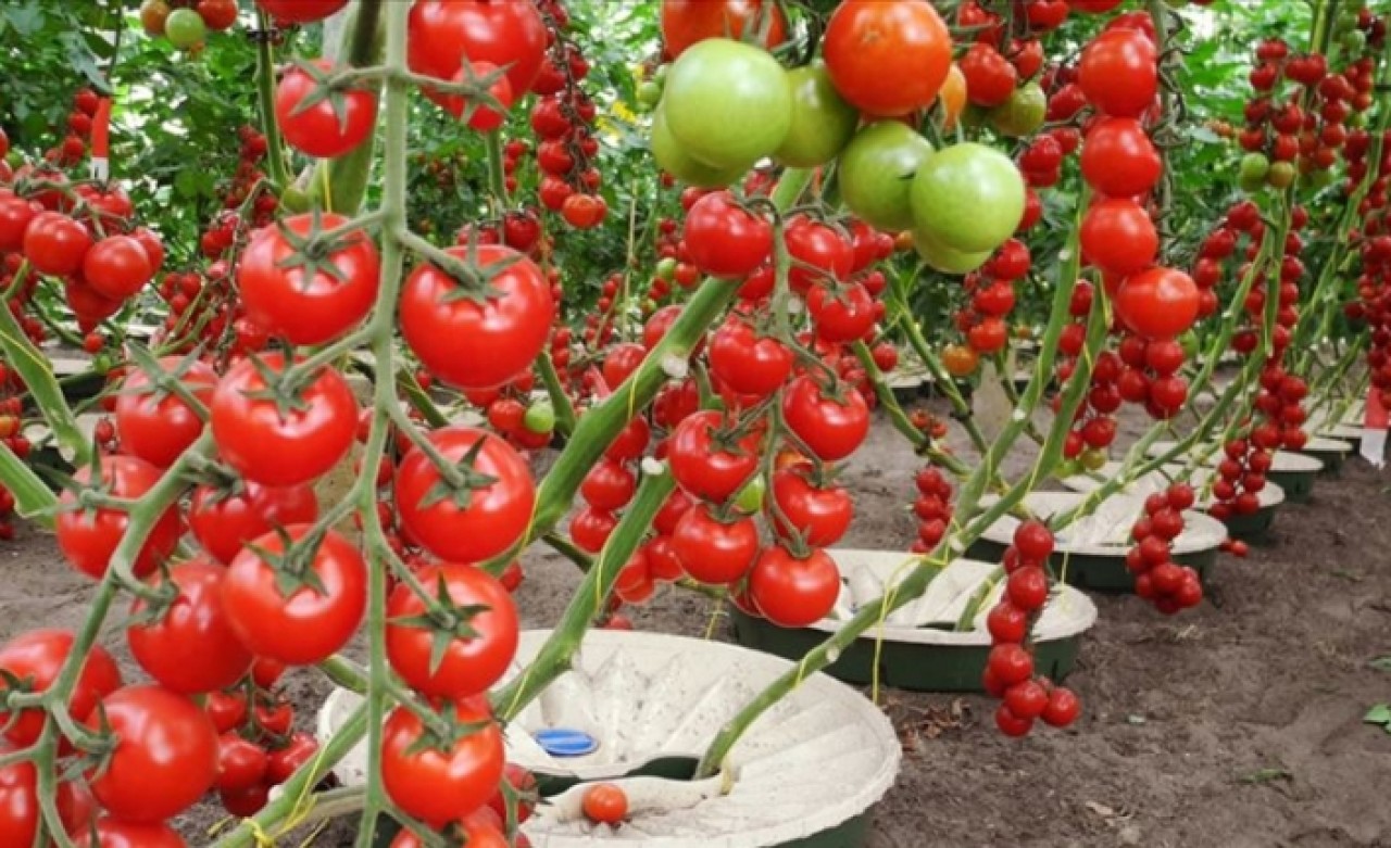 Susuz kaldılar tarıma 'can suyu' oldular