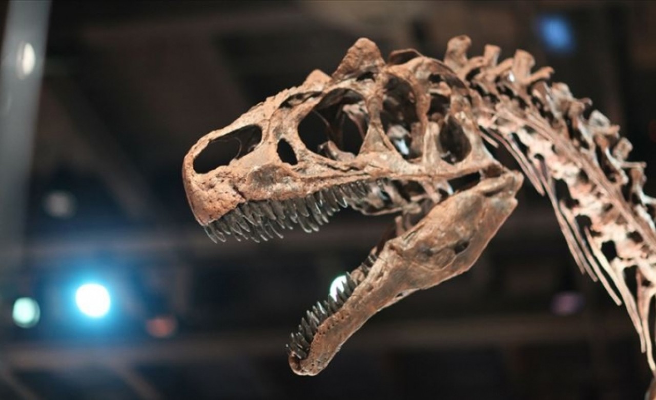 İki yeni dinozor türü keşfedildi