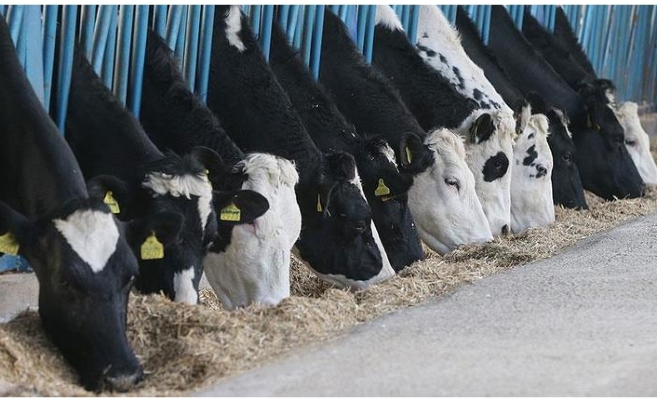 Toplanan inek sütü miktarı açıklandı