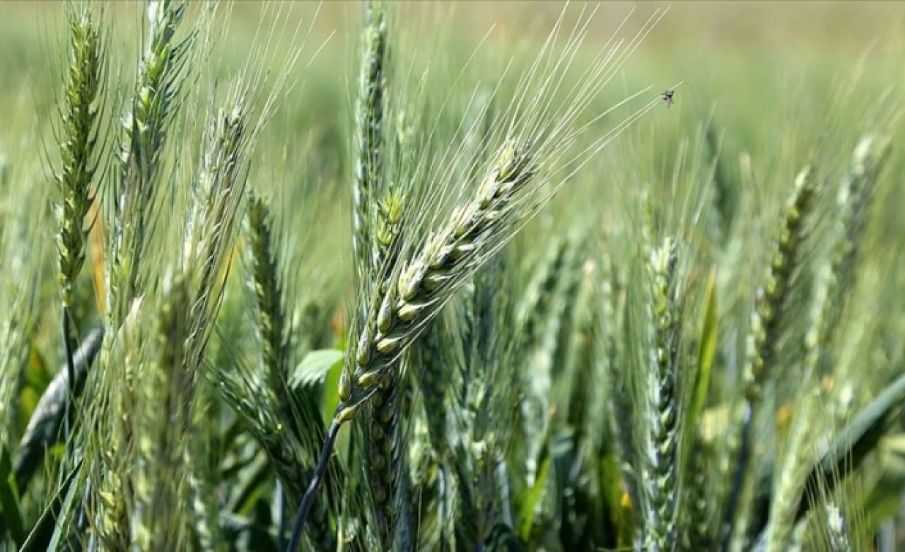 Türkiye ekonomik bitki türlerinin gen merkezi