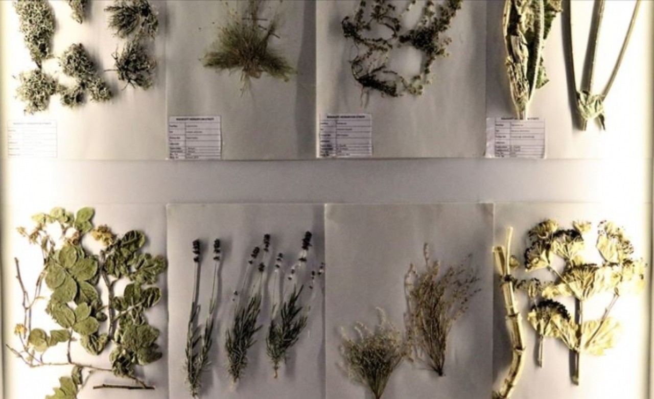 'Sucul canlılar' bu müzede incelenecek