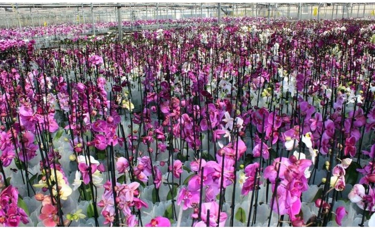 Türkiye’nin ilk ve tek orkide üretim merkezi