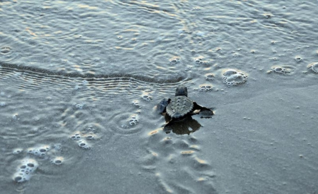 Yeni fikirler deniz kaplumbağaları için yarışacak