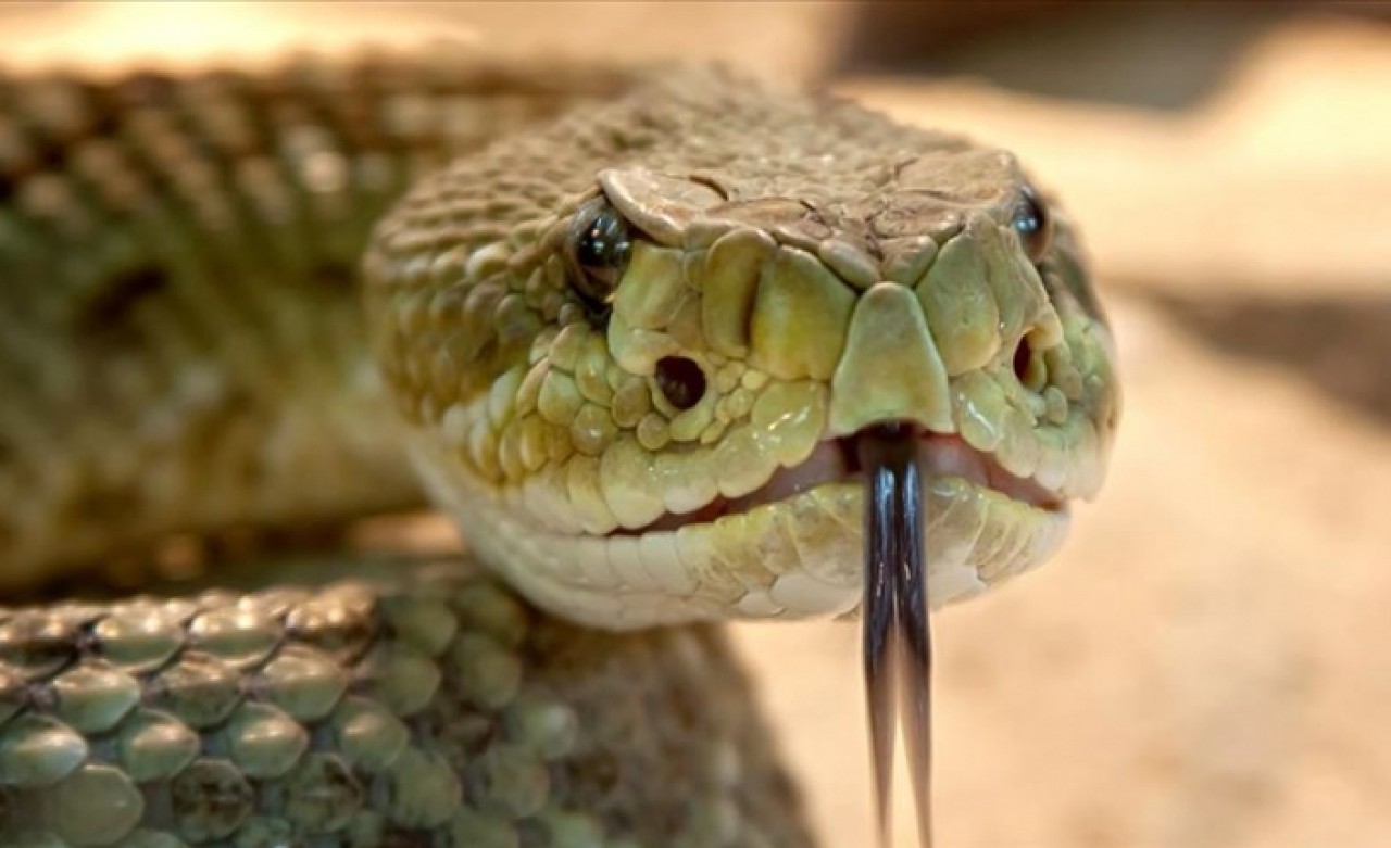 Yılan sokmasından dünyada her gün 200 kişi ölüyor