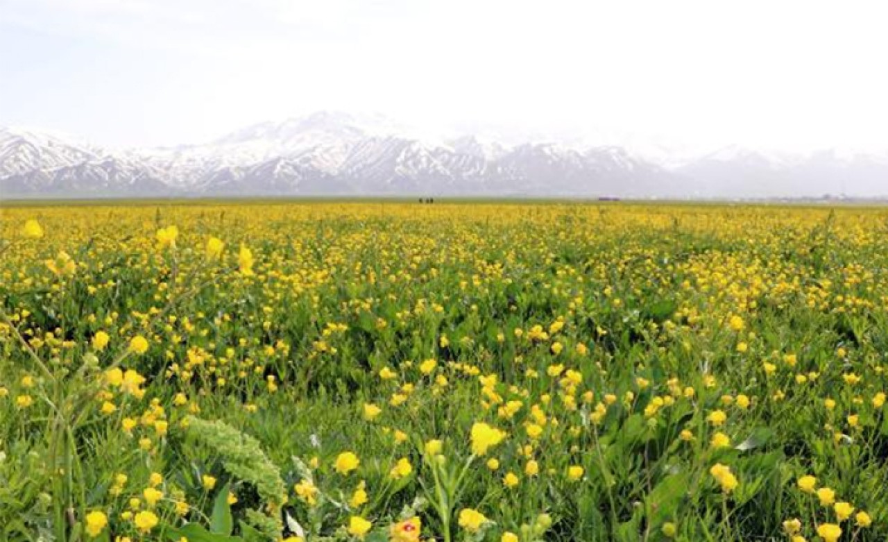 Yüksekova baharda sarıya büründü