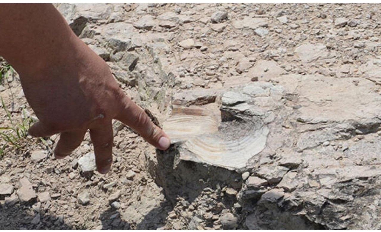 Zonguldak'ta bulundu! Dinozorlar çağından kalma...