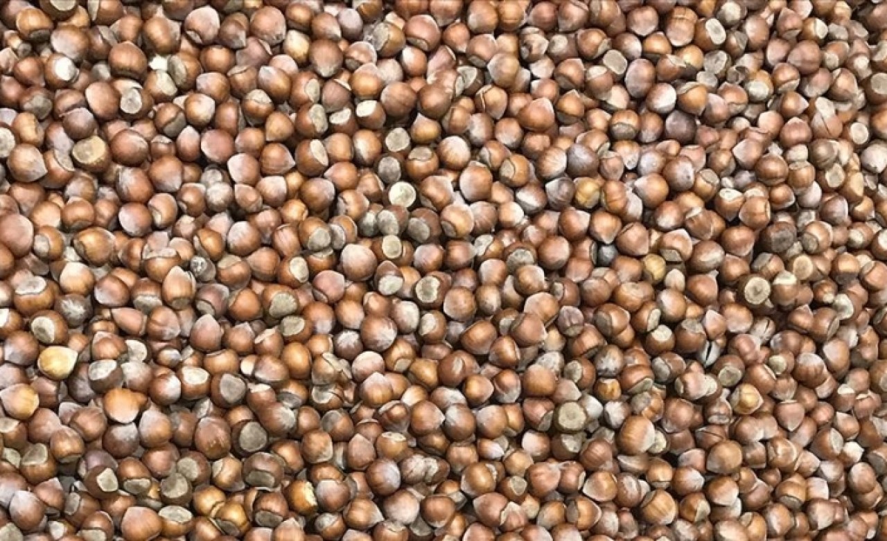 '10 bin ton fındığın tahsisi FİSKOBİRLİK'e önemli katkı sağladı'