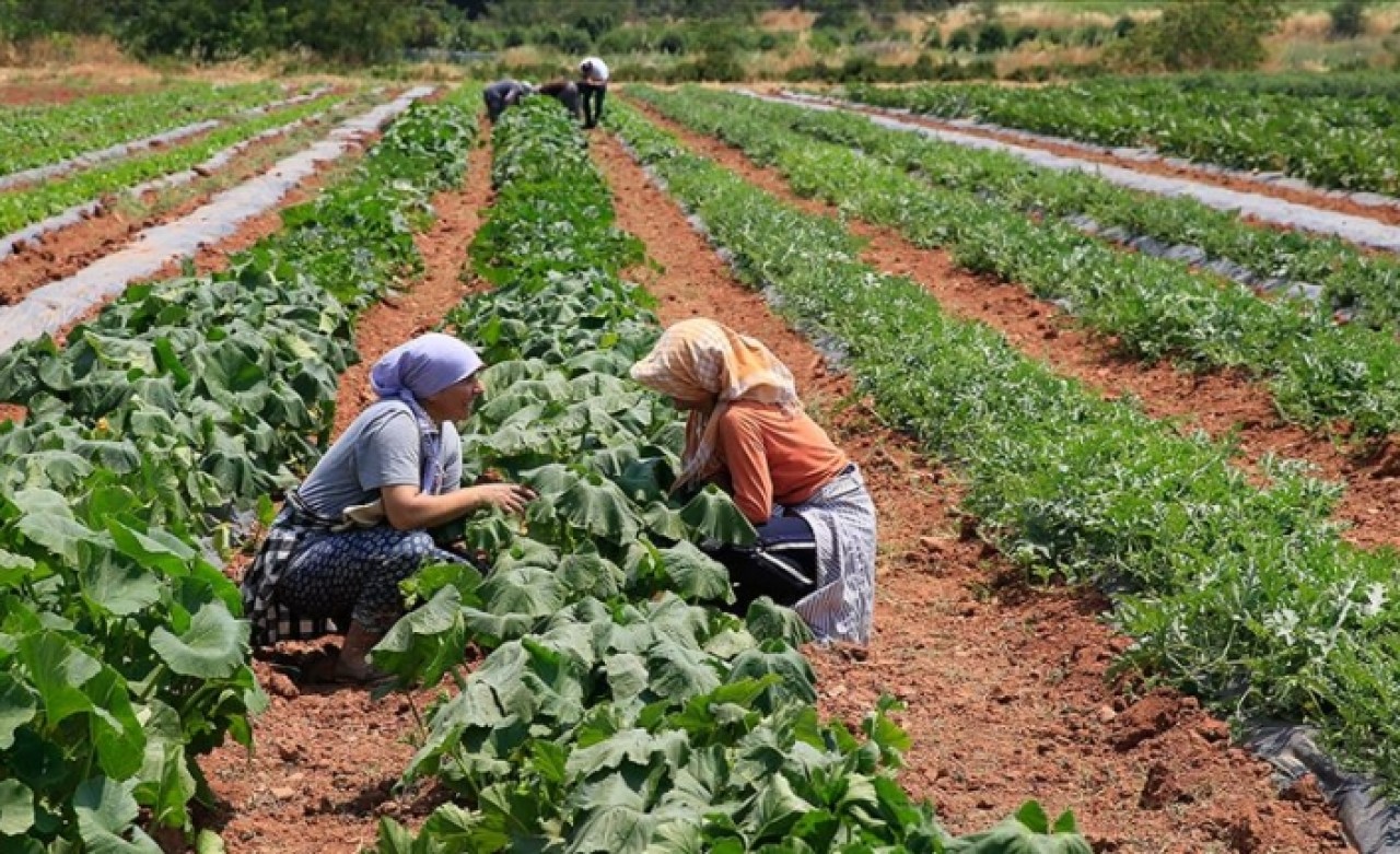 30 yıl önce 'uyutulan' tohumlar toprakla buluştu