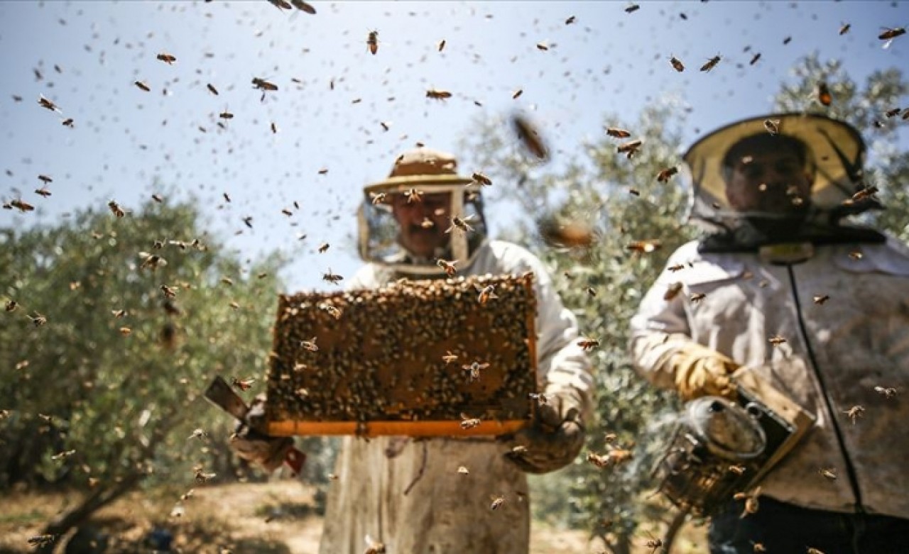 AB'den arıcılığa mali destek