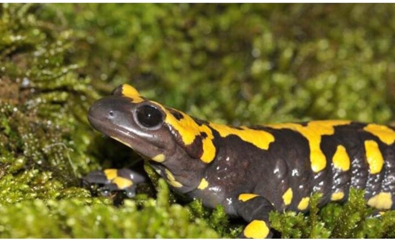 Adıyaman'da Lekeli Semender görüldü