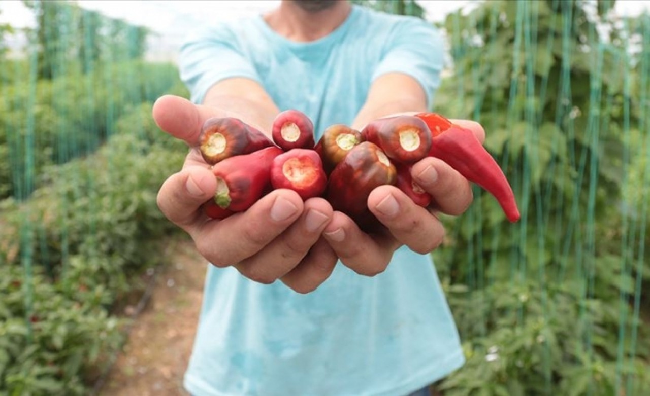 Aflatoksinden arındırılmış biber tohumuna İsrail talip oldu