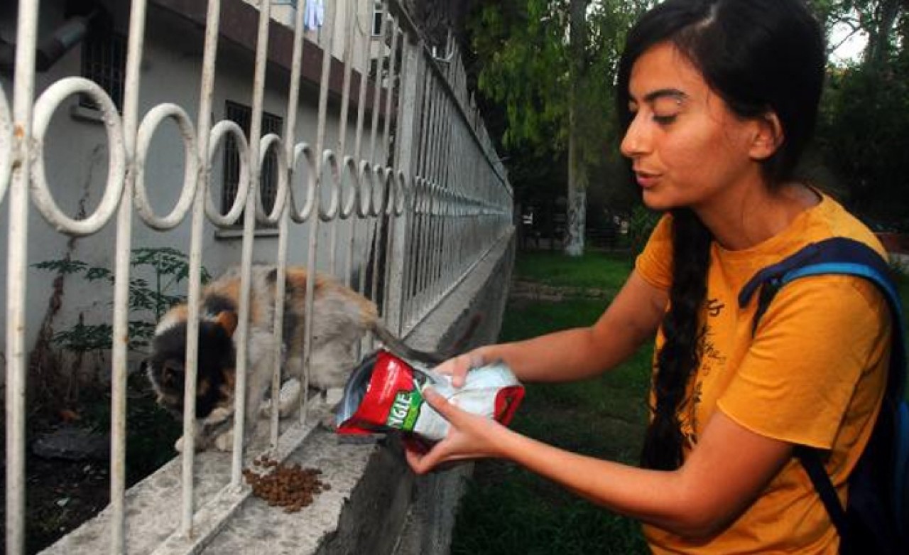 Anne- kız sokak kedilerini besleyen genç kadını darp etti