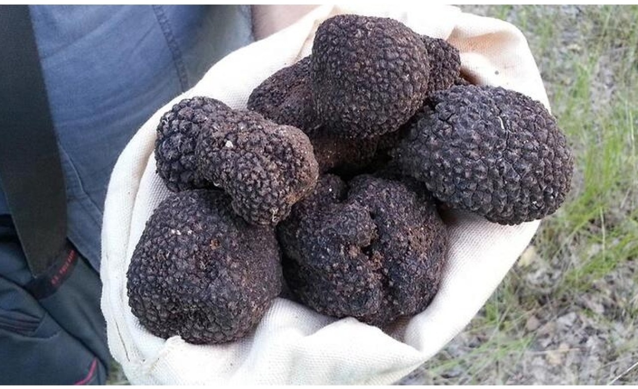 Bakan Pakdemirli açıkladı: Eylem Planı hazırlandı