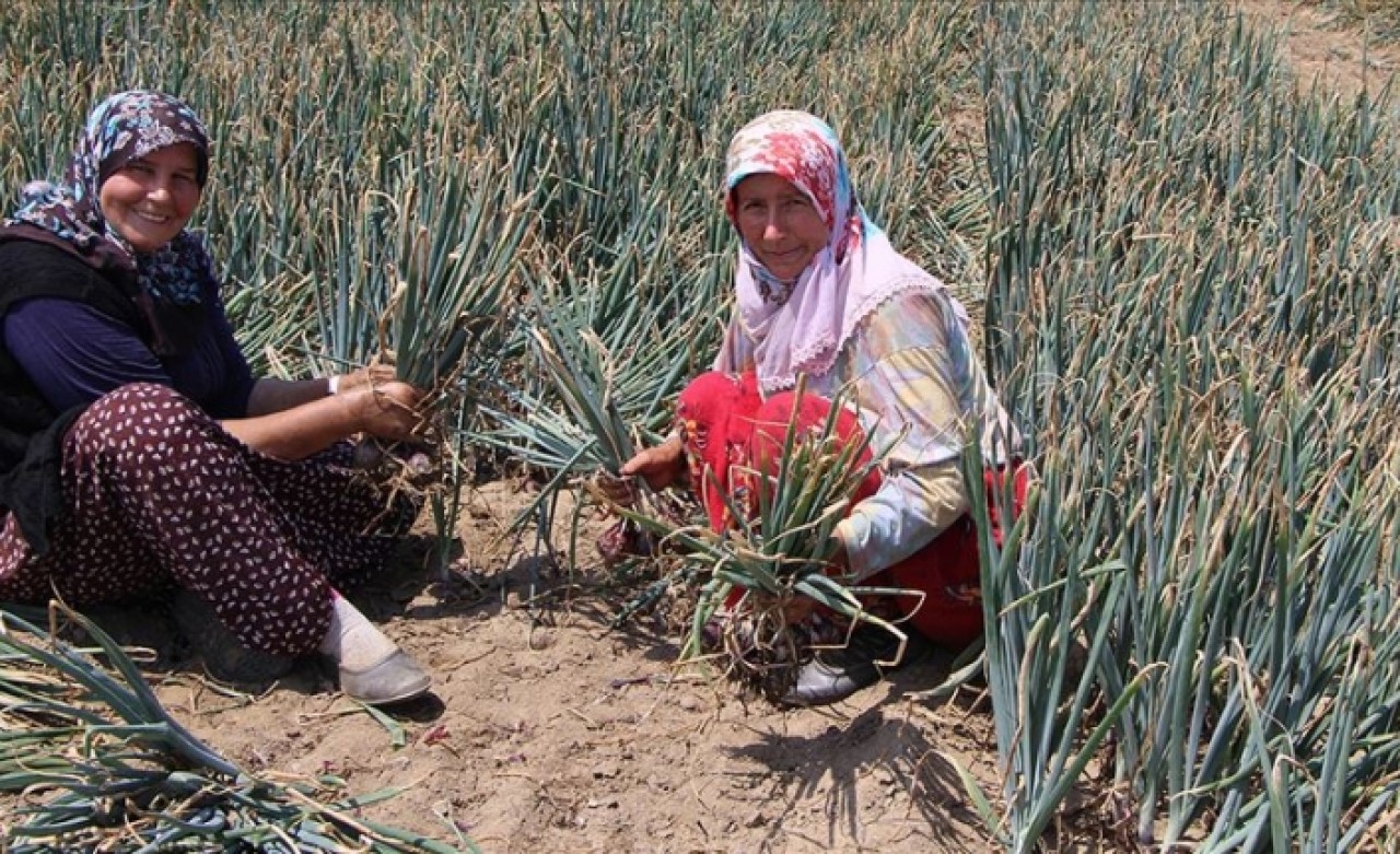 'Balık soğanı' üreticisi 2 bin ton rekolte bekliyor