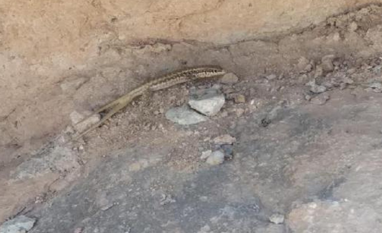 Batman'da,  'çift kuyruklu' kertenkele görüldü