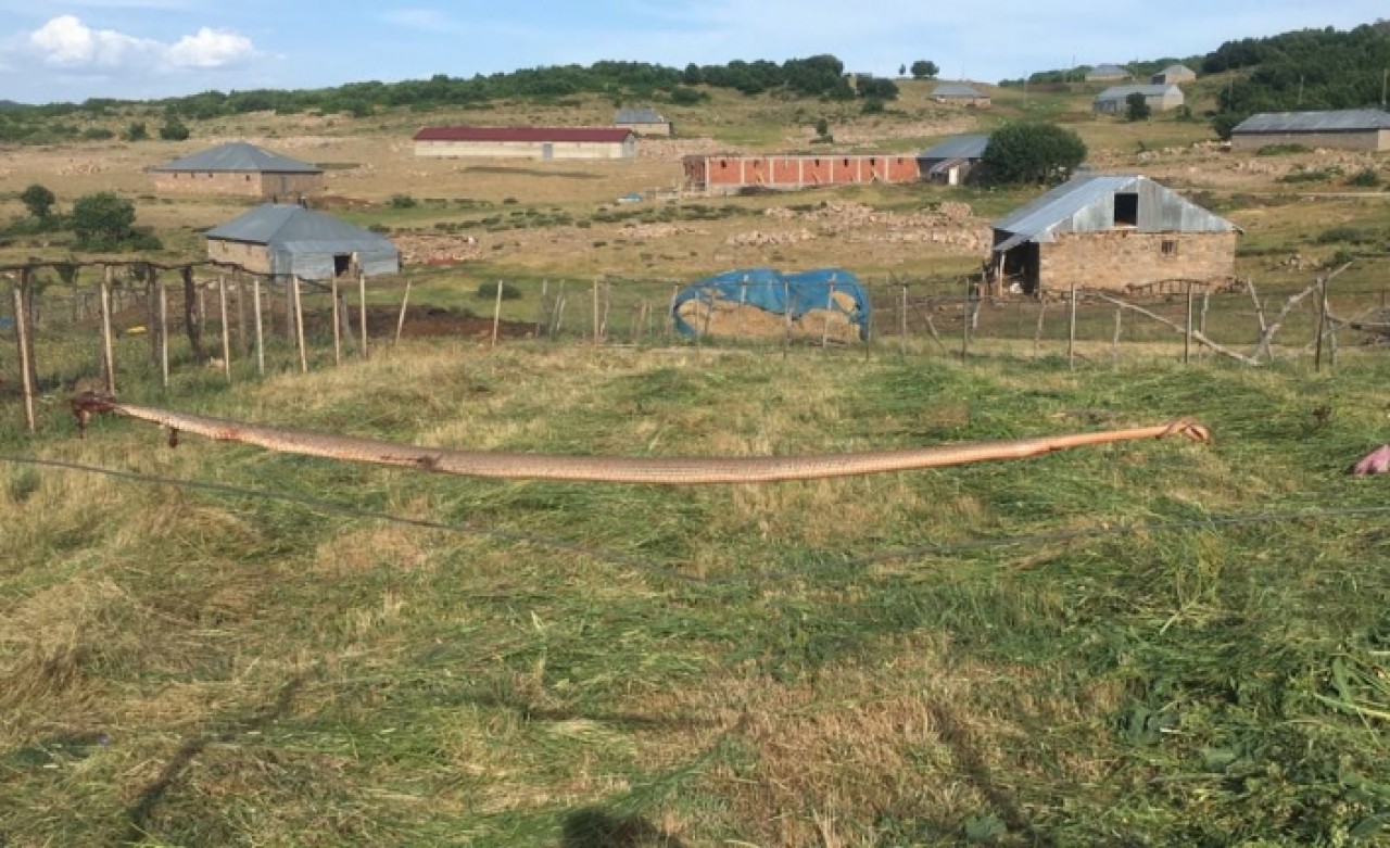 Bingöl’de öldürülen dev yılan görenleri şaşırttı