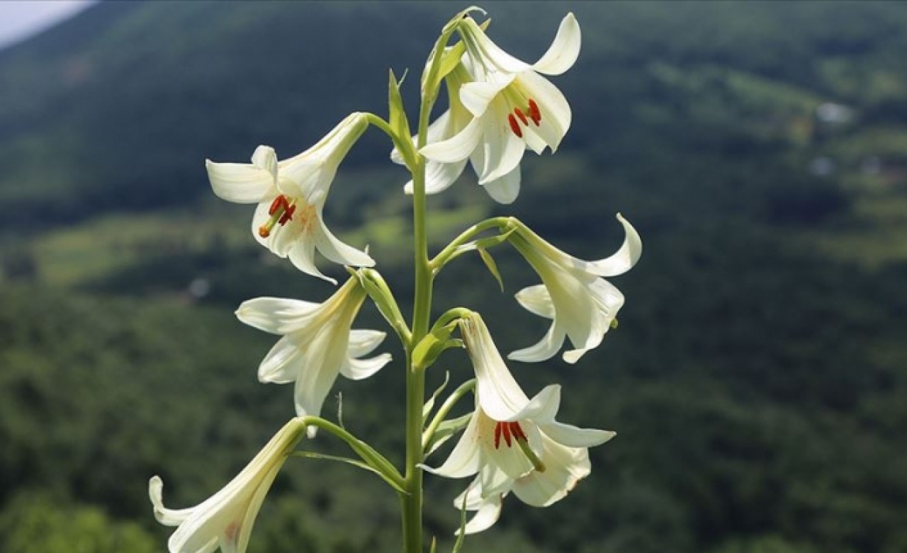 Bu zambağı koparmanın cezası 60 bin lira!