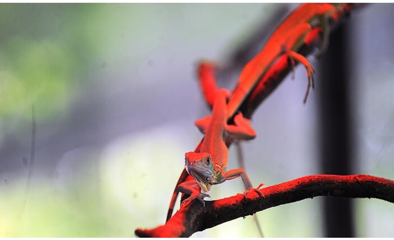 Bursa'da yavru iguana heyecanı