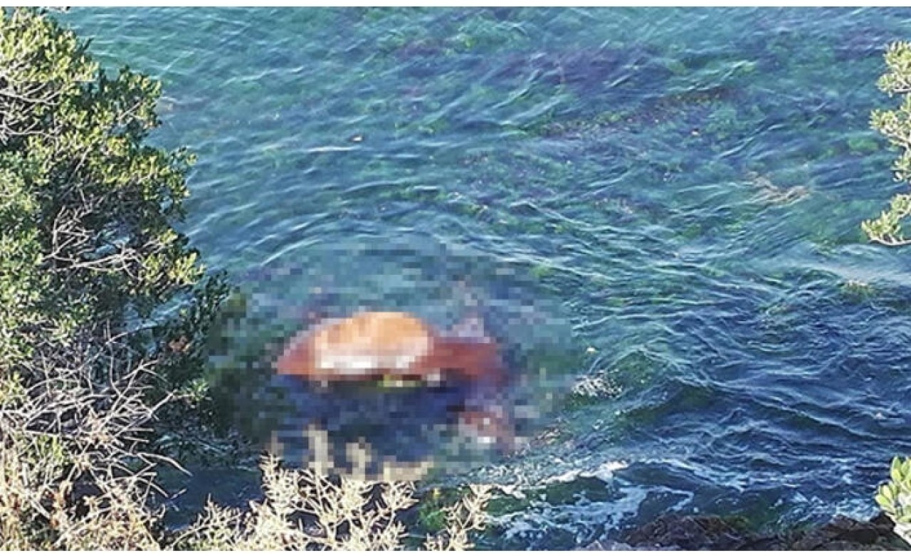 Büyükada sahilinde ölü at şoku
