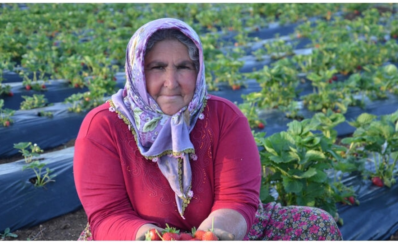 Çilek üretimi çiftçilerin yeni geçim kaynağı oldu