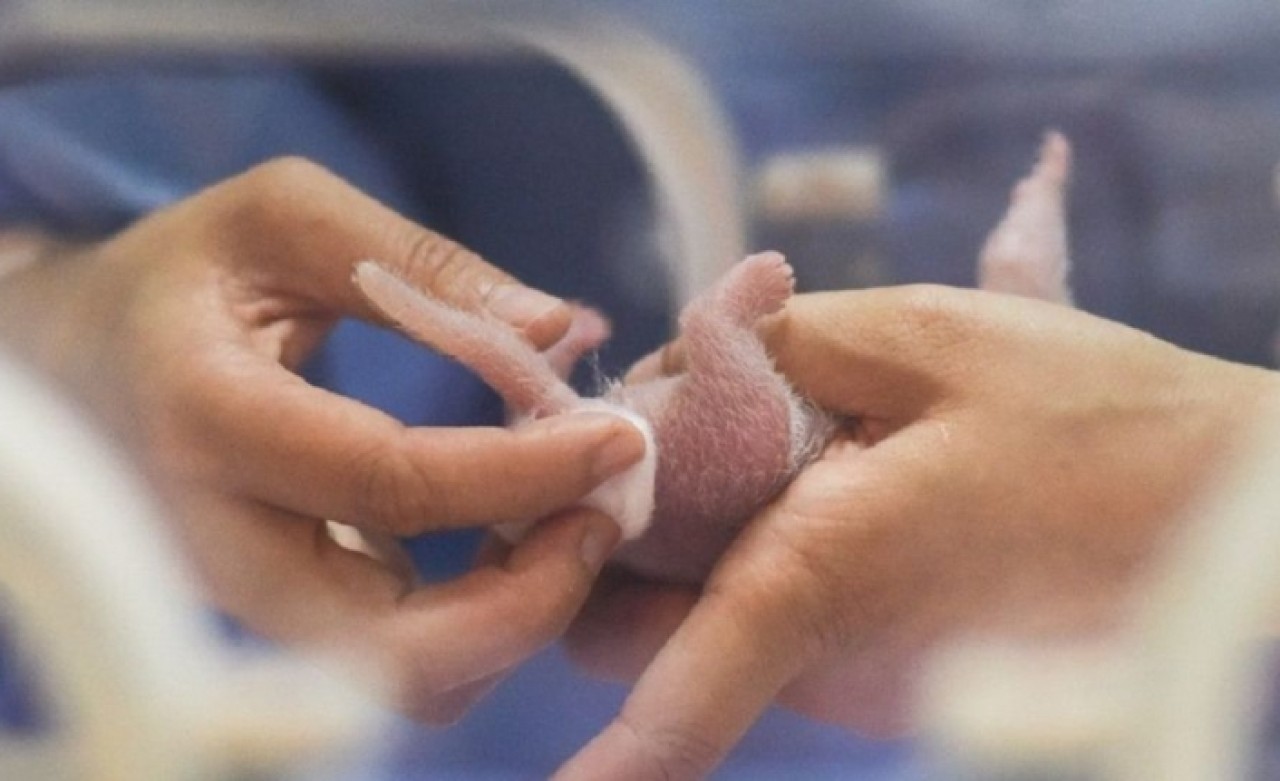 Çin'de 2019'un ilk pandası dünyaya geldi