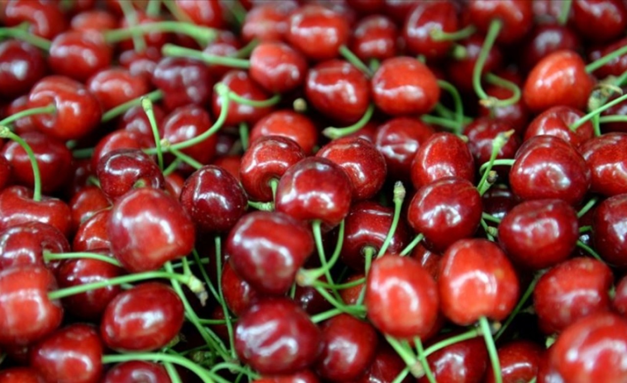 Çin'e kiraz ihracatı artık 'beklemeyecek'
