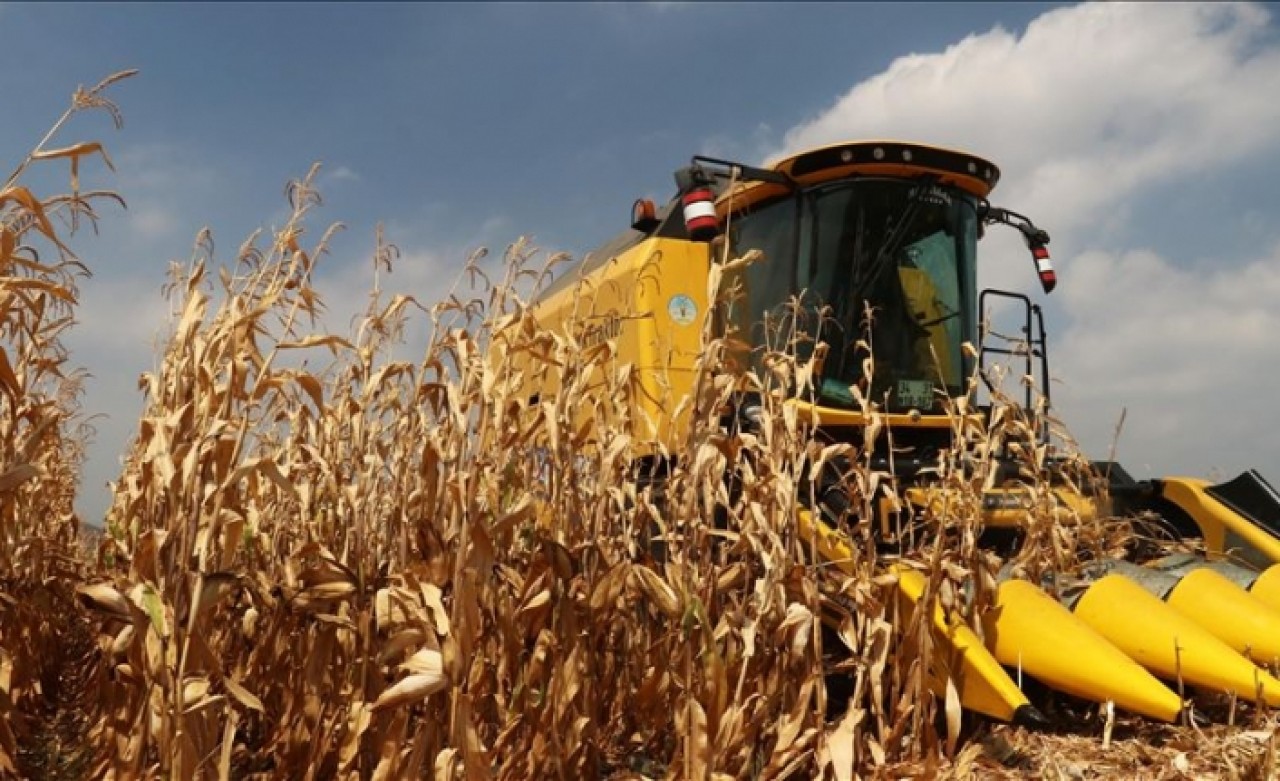 Dane mısır desteğinde süre uzatımı