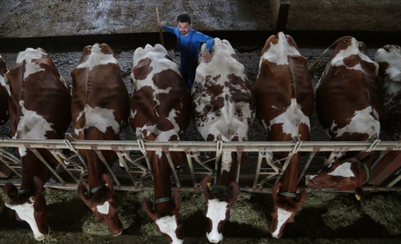 Deniz,  kum ve güneşi bıraktı hayvancılığa başladı