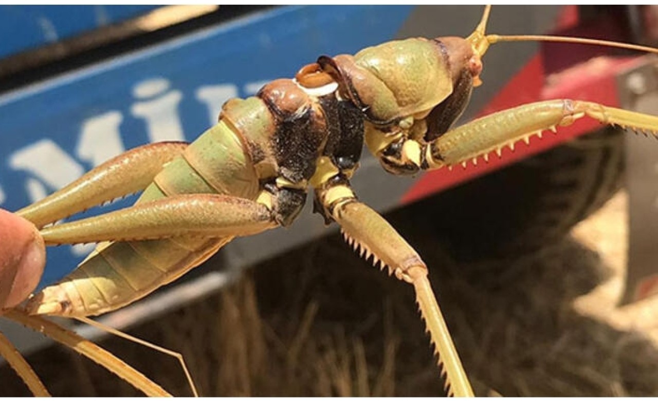 Dev çekirge görenleri şaşırttı