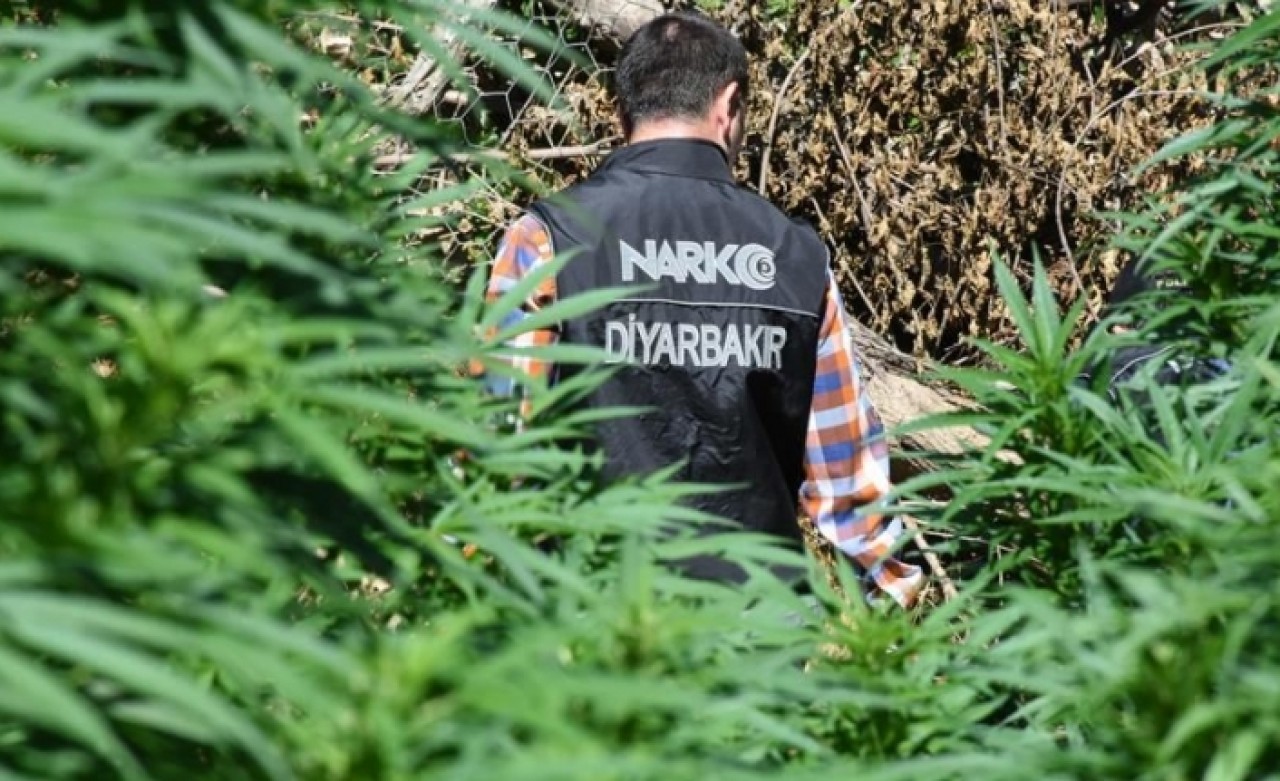 Diyarbakır'da 1 milyon 255 bin 464 kök Hint keneviri ele geçirildi