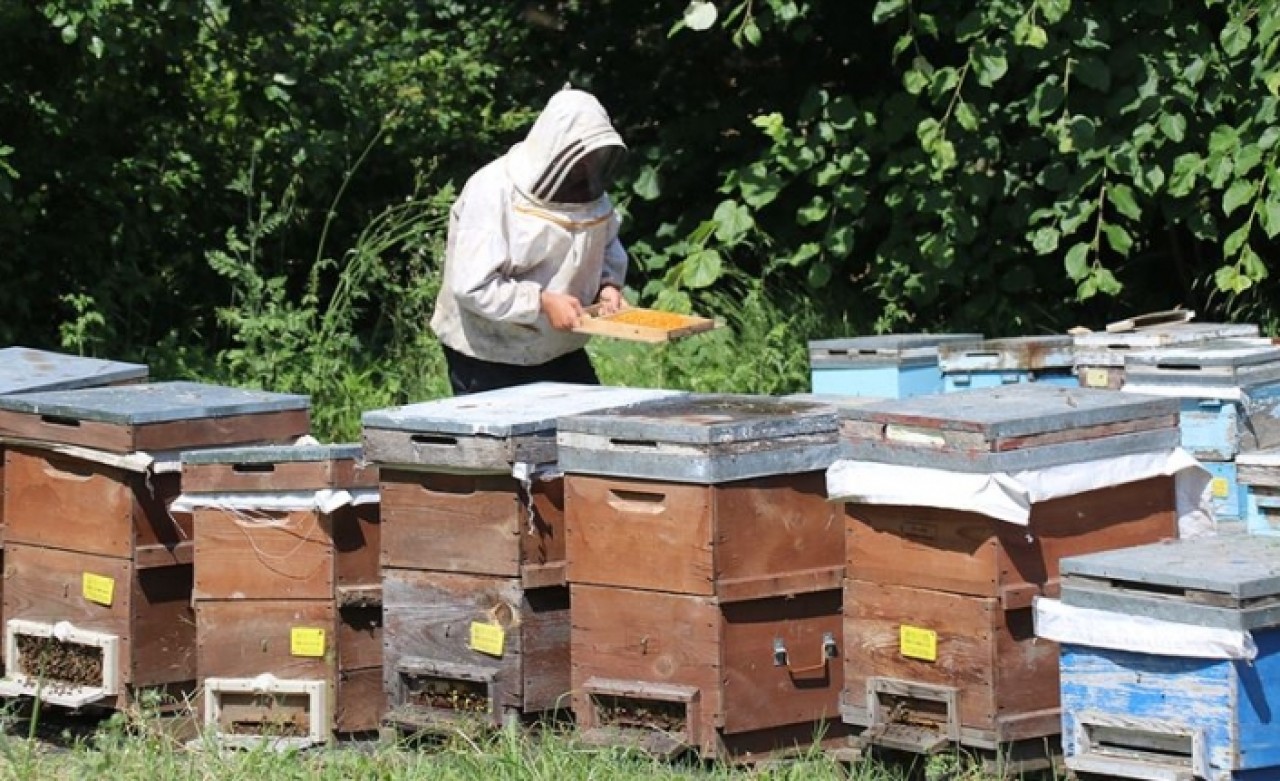Doğaya 'fabrika' kurup genç yaşta patron oldu