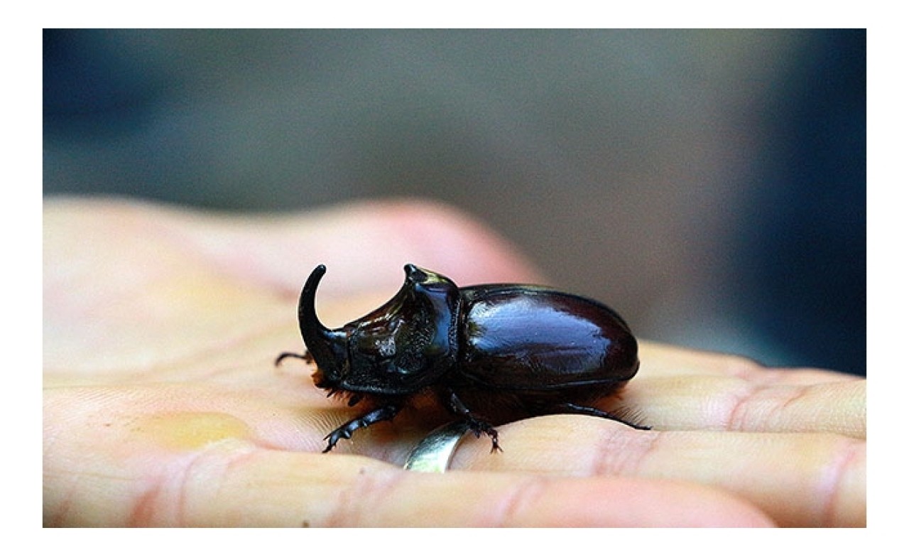 Dünyanın en güçlü türlerinden! Bingöl'de bulundu
