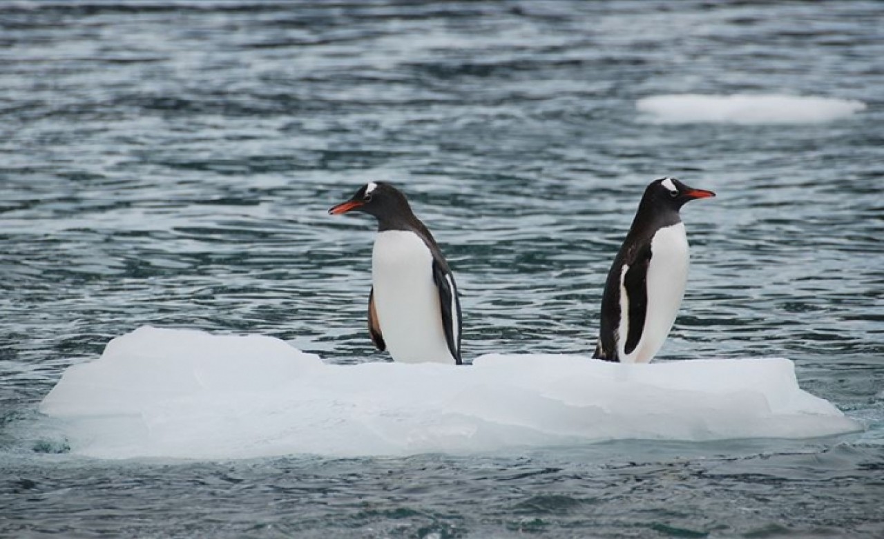 Ekolojik dengenin bozulması felaketleri beraberinde getiriyor