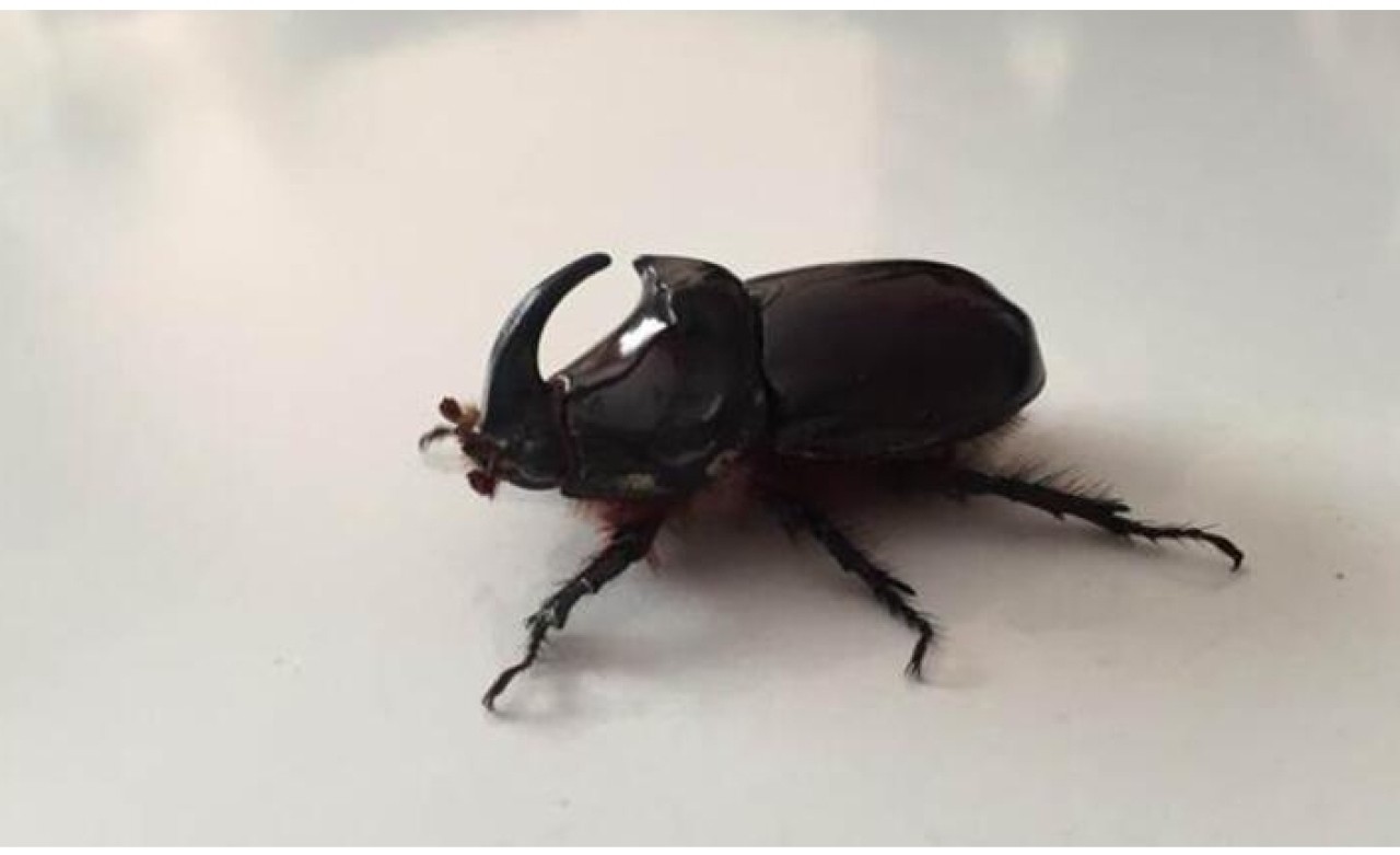 Fatsa’da 'gergedan böceği' bulundu