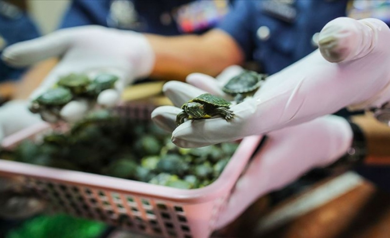 Havalimanında 5 binden fazla kaplumbağa ele geçirildi