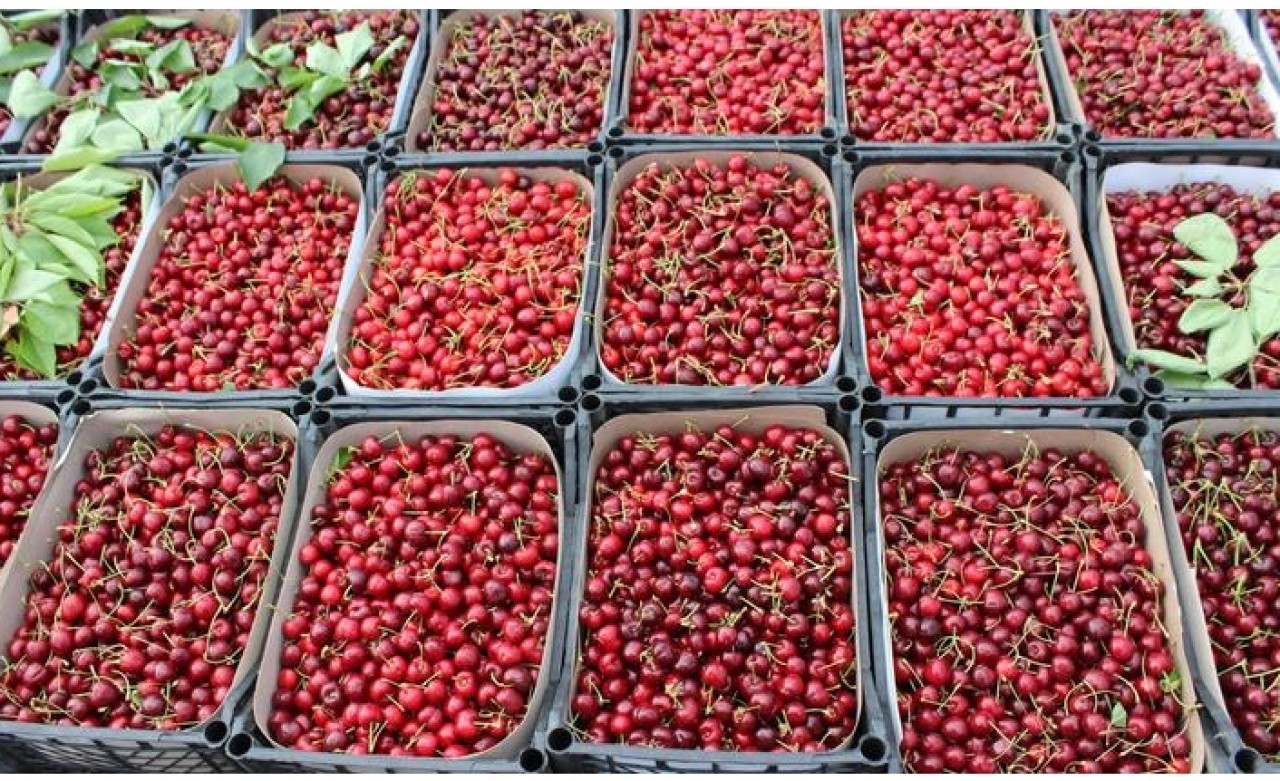 İnegöl kirazında ihracat dönemi başladı