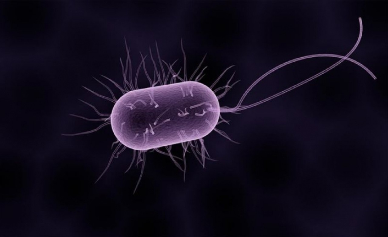 İngiltere'de bakteri 12 can aldı