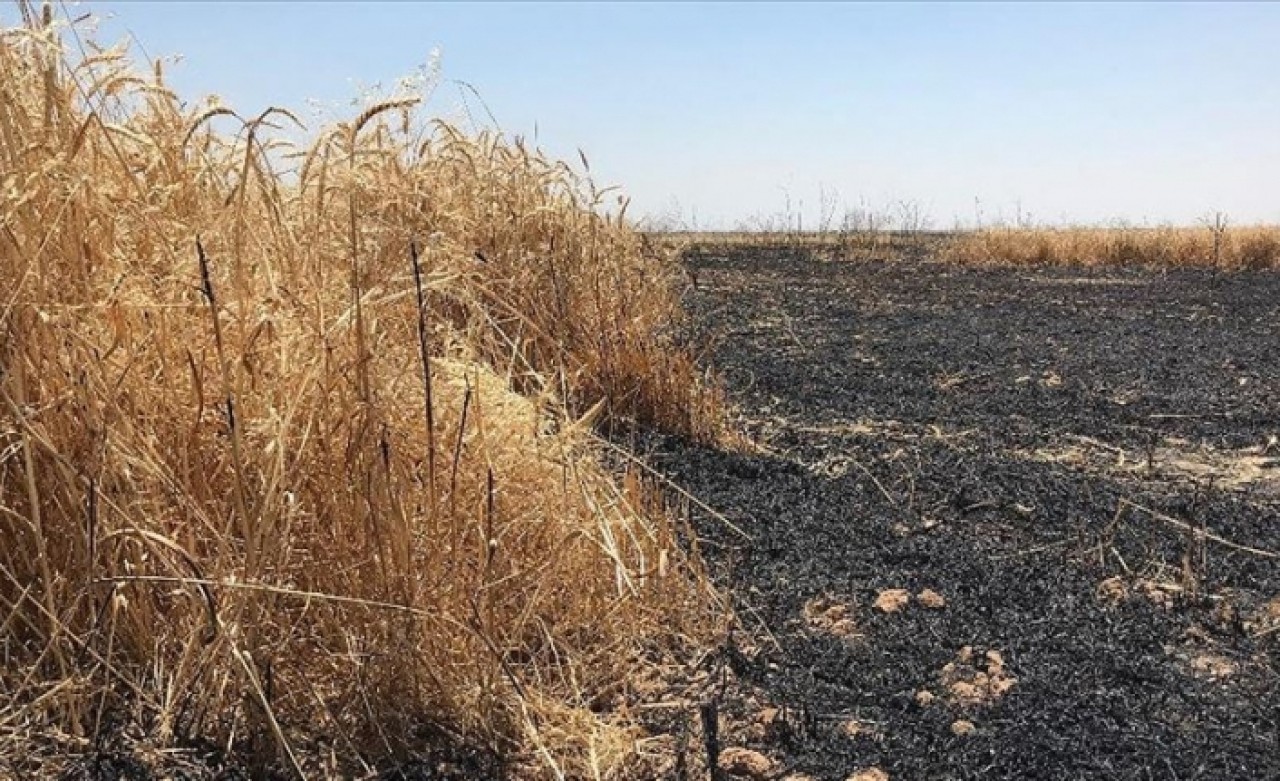 Irak'ta son bir ayda 40 bin dönüm tarım arazisi kül oldu